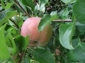 høstbilder barnehagen 2009 002